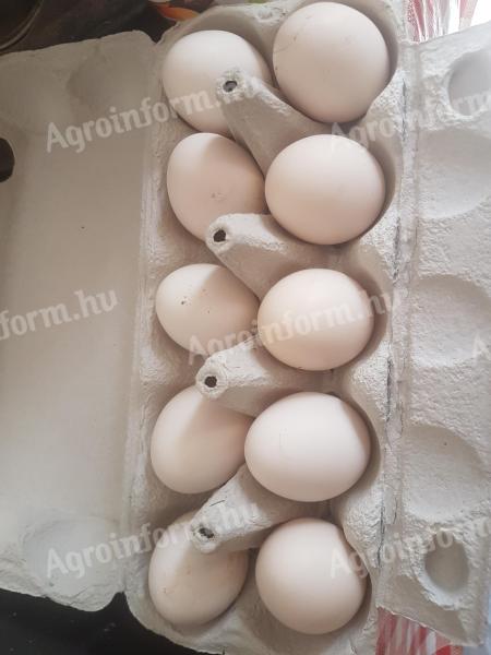 Hamburgi pettyes tojások eladók
