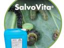 SalvoVita - Bioaktív Preparátum - szelektált baktérium törzsek