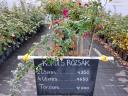 ELADÓ faiskolai konténeres gyümölcstermők és rózsák