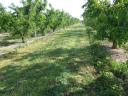OSMAQ TLL-SL szárzúzó kihordócsigával szőlő és gyümölcs ültetvényekbe