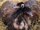 Emu tenyészmadarak eladók