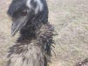 Emu tenyészmadarak eladók