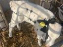 Holstein fríz üsző borjú