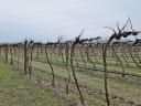 26,8 hektáros szőlőbirtok 300 m2-es géptároló csarnokkal a Kunsági borvidéken