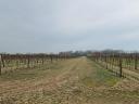 26,8 hektáros szőlőbirtok 300 m2-es géptároló csarnokkal a Kunsági borvidéken