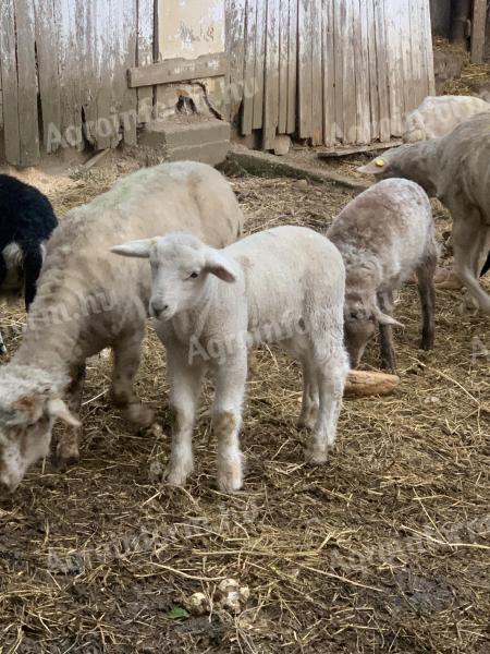Hús típusú gyönyörű bárányok eladók