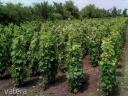 Nagyrábén szőlő ültetvény eladó