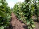 Nagyrábén szőlő ültetvény eladó
