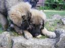 Jugoszláv farkasölő,  Sarplaninac jellegű kiskutyák gazdát keresnek