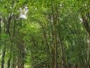 Kiskunhalas 1 hektar 2087 nm akác erdő