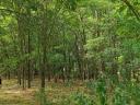 Kiskunhalas 1 hektar 2087 nm akác erdő