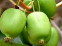 Gyümőlcsfák Kiwi 7 fajta Akció