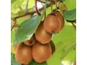 Gyümőlcsfák Kiwi 7 fajta Akció