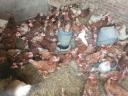 Szabadon tartott Vörös aktív tojók