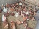 Szabadon tartott Vörös aktív tojók