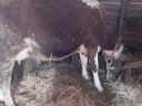 Magyartarka szarvasmarha fejős tehén eladó