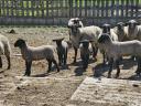 Német Feketefejű bárányok eladók