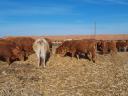 Magyartarka,  Limousin tehenek eladók