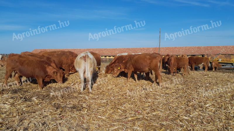 Magyartarka,  Limousin tehenek eladók