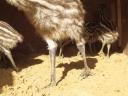 Gyönyörű emu csibék eladók