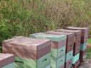 2 db méhcsalád 3 fiókon 30 db 1/2 NB kereten habkaptárban eladó