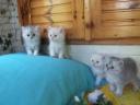 Perzsa csincsilla kiscicák