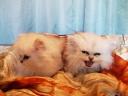 Mačići perzijske činčile
