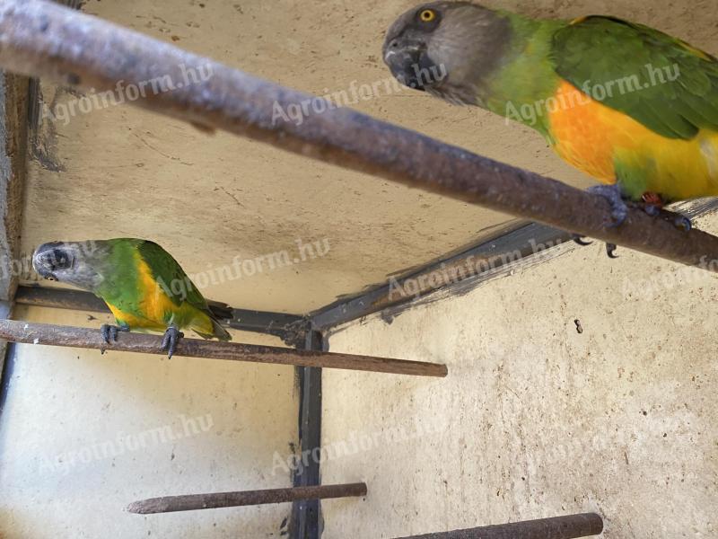Szenegál papagáj