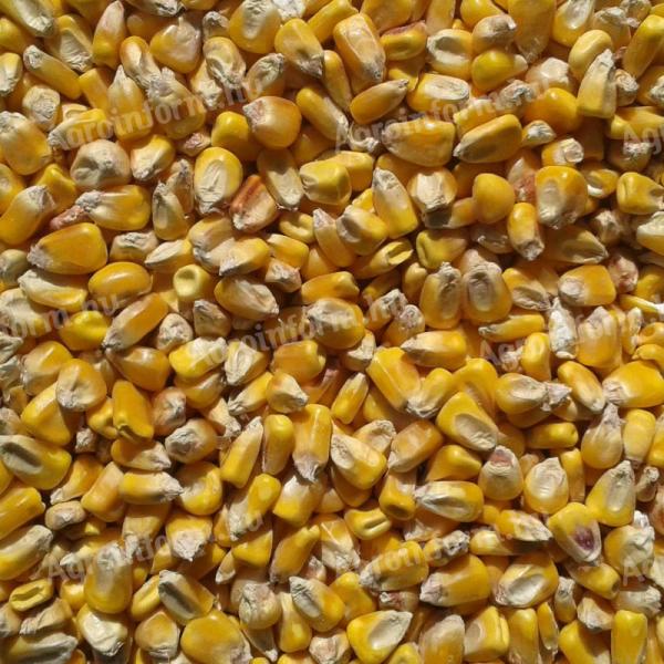 Bio kukorica eladó