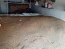 Ömlesztett takarmány búza száraz helyről eladó Kiskunfélegyházán
