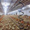 Broiler csirke nevelésre alkalmas ól bérbeadása