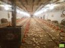 Mezőkövesden Klementina lovastanya eladó 20-ezer férőhelyes boiler csirkeóllal egy telepen