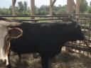 Limuzin üsző és növendék bika eladó