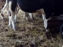 Eladó magyartarka bika hàrom kèt fekete bika tehenek