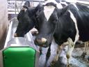 La Buvette - Four-stand cattle slaughterhouse