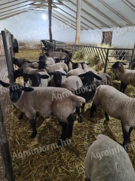 Suffolk jerke bárányok