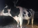 Holstein-fríz bika