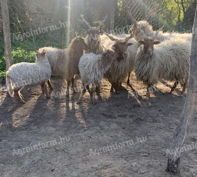 Hortobágyi racka anyák jerke bárányok és kos