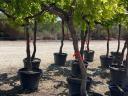Óriás dézsás balkon csemege szőlőfa