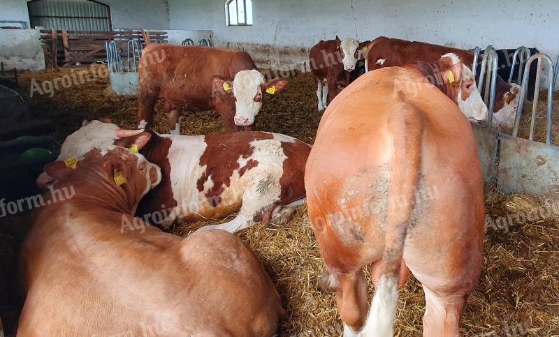 Magyartarka és kárpáti borzderes növendék bika borjak eladók