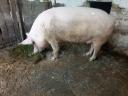 For sale 1x already born, pregnant farm sow (~200 kg)