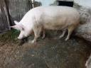 For sale 1x already born, pregnant farm sow (~200 kg)