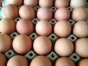 Étkezési tojás termelőtől