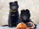 Groenendael - Fekete Belga juhász kiskutyák elérhetők