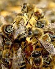 Méhcsaládok NB Kereten
