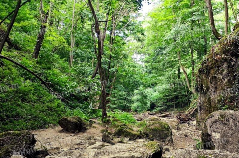 Bakonyszentlászló 45 hektár erdő 250 éves tölgyfákkal eladó