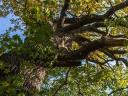 Bakonyszentlászló 45 hektár erdő 250 éves tölgyfákkal eladó