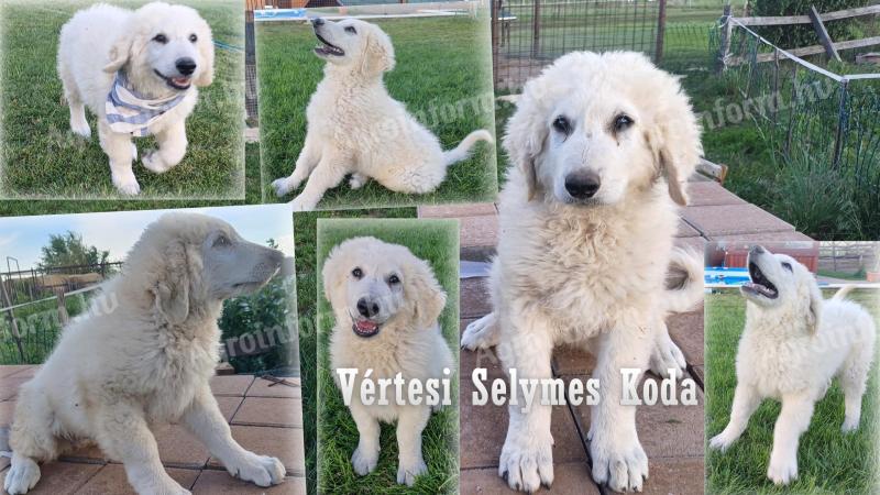 Törzskönyves kuvasz kan kiskutya Vértesi Selymes Kennel