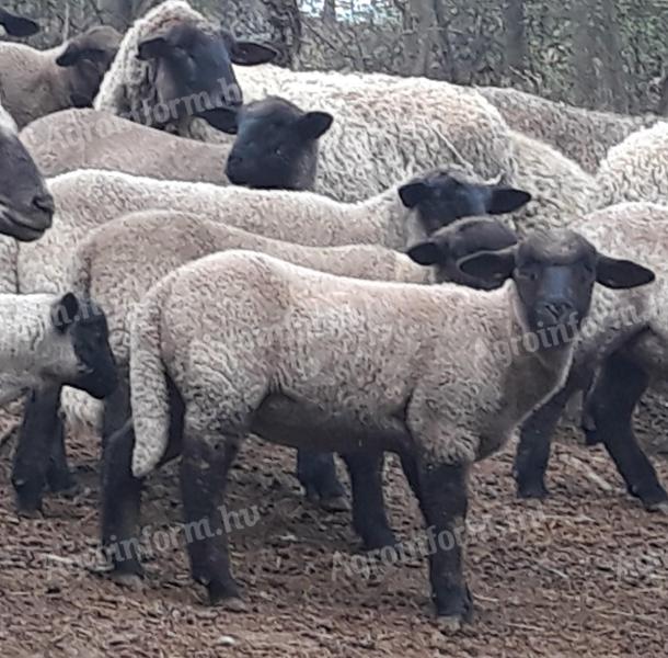 Suffolk jellegű bárányok eladóak