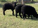 Racka bárányok